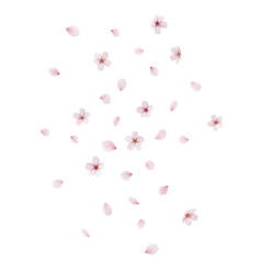 Delicate Cherry Blossoms: A Gentle Cascade of Floral Beauty.