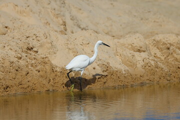 Little egret, Ardea alba, single bird in water, Brazil