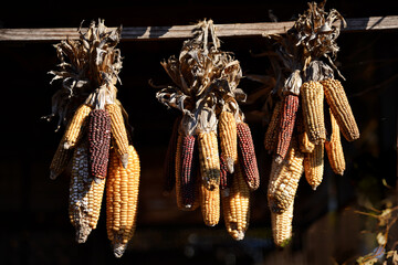 軒先に吊されたトウモロコシ