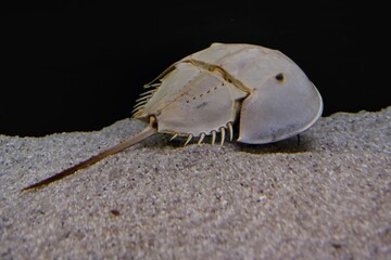 アメリカカブトガニ