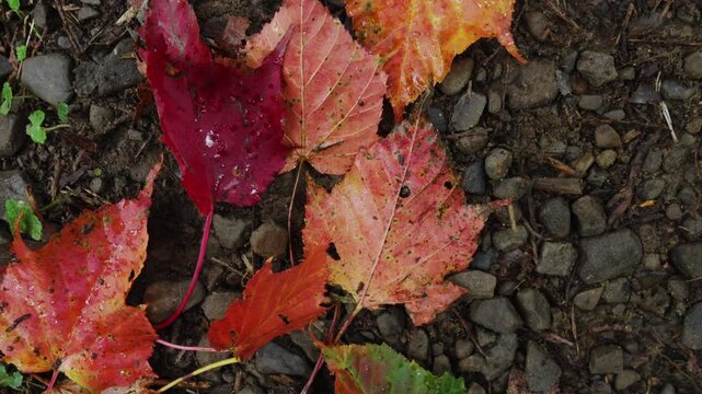 Red maple leaves on the ground