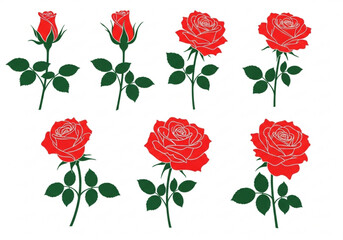 Collection of red roses