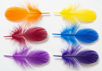 Six colorful feathers