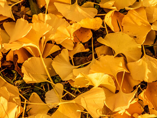 ż&oacute;łty dywan liści na ziemi jako krajobraz jesieni