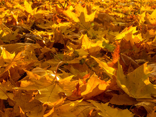 ż&oacute;łte liście dębu jako krajobraz słonecznej jesieni