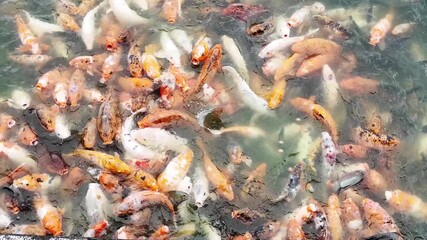 Exciting 4K footage of colorful koi fish gathering and feeding in a pond. Perfect for nature documentaries, aquarium scenes, wildlife projects, and relaxation videos.