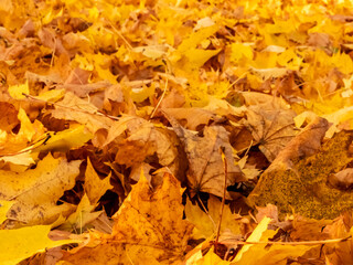 tysiące żółtych liści jajo symbol pięknej jesieni