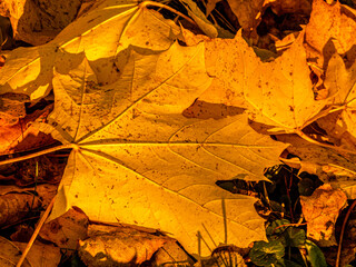 piękne ż&oacute;łte tło jesienne