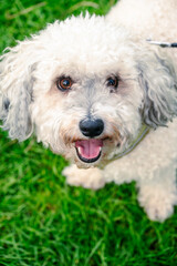 A happy poochon in Hove Park in Autumn