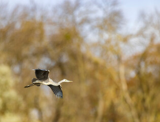 Grey heron flying over trees in Ocseny, Hungary
