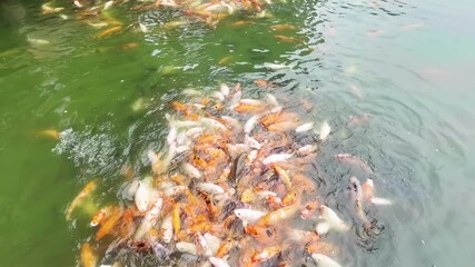 Exciting 4K footage of colorful koi fish gathering and feeding in a pond. Perfect for nature documentaries, aquarium scenes, wildlife projects, and relaxation videos.