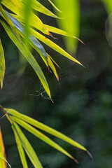 Background image of bamboo trees and bamboo leaves in the nature of the park with morning sunlight and insects on them.