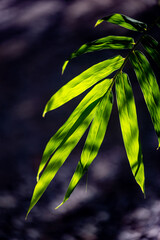 Background image of bamboo leaves in the nature of the park with morning sunlight.