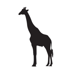 Fototapeta premium Silhouette of a giraffe standing tall