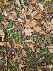 Close-up of fallen dry autumn leaves on the ground in a forest park.
