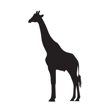 Silhouette of a giraffe standing tall