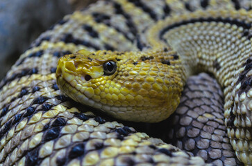 close up of a snake