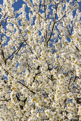 Tree branches blooming with white flowers in Budina