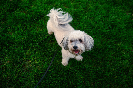 A happy poochon in Hove Park in Autumn