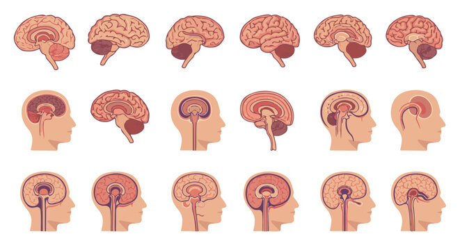 Diagrams illustrating the anatomy and different views of the human brain in profile, highlighting key structures and regions