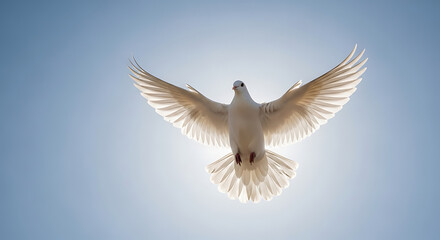 Obraz premium A beautiful white dove flying in the bright blue sky spreading its wings 