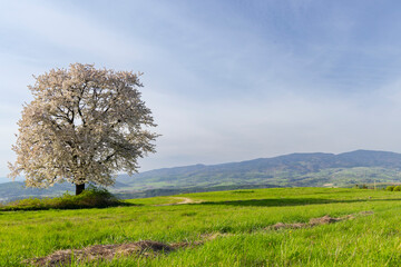 Obraz premium Blossoming tree standing in field with mountains in Budina, Slovakia