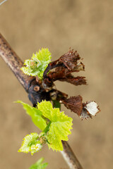 Grapevine shoots emerging from dormant buds in spring