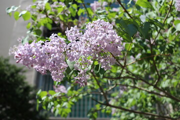 Lilac Flowers in Spring Sunlight
