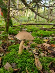 mushroom in the forest