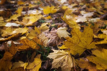 autumn leaves on the ground