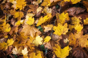autumn leaves on the ground