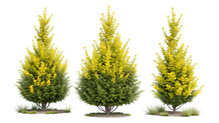 Three tall conical evergreen trees with vibrant yellow foliage and green lower branches isolated on transparent background