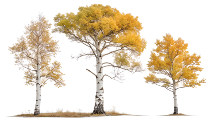Three distinct birch trees with vibrant autumn foliage showcasing their unique textures and colors isolated on transparent background