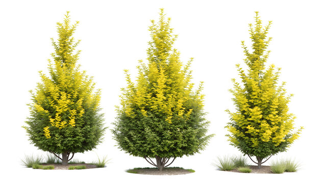 Three tall conical evergreen trees with vibrant yellow foliage and green lower branches isolated on transparent background
