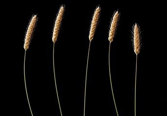 A collection of elegant, elongated forms reaching upwards, showcasing a delicate and graceful appearance. The subtle shapes convey lightness and refined beauty ,art ,streamlined ,natural