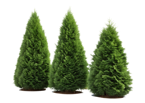 Three conical shaped evergreen trees with dense foliage isolated on transparent background