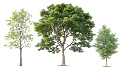 Three realistic deciduous and coniferous trees with detailed foliage and trunks isolated on transparent background