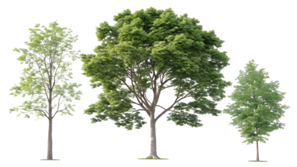 Three realistic deciduous and coniferous trees with detailed foliage and trunks isolated on transparent background