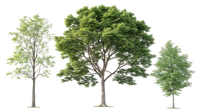 Three realistic deciduous and coniferous trees with detailed foliage and trunks isolated on transparent background