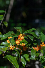 日のあたる金木犀の花