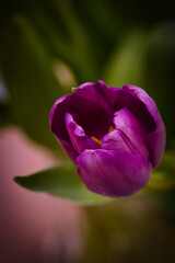 purple tulip on a green background