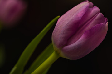 pink tulip on black background