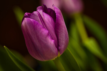 purple tulip flower