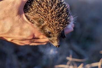 Man holding hedgehog in her hands during. Close-up of hand holding wild hedgehog. Autumn, November, steppe, sunset