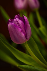 pink tulip flower