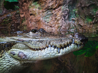 Fototapeta premium close up of a crocodile