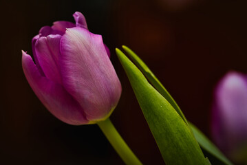 purple tulip flower