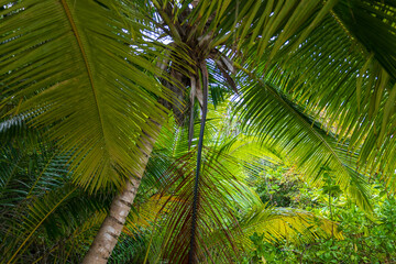 Fototapeta premium Lush green palm trees swaying gently on a tropical beach with white sand and turquoise waters under a bright tropical sky