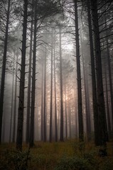 Ethereal forest mist filters golden sunrise light, creating a mystical, serene woodland scene with towering pine trees and quiet nature