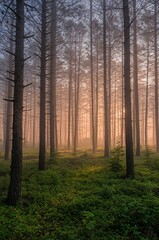 Fototapeta premium Mystical forest bathed in golden sunrise light, serene atmosphere with tall trees and lush green undergrowth
